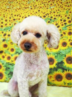ジェントル_ドッグサロン栃木県小山市_プードル